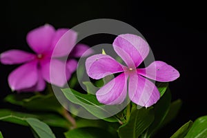 Pink Periwinkle flowers Catharanthus roseus flower