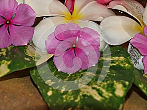 Pink periwinkle flowers with dewdrops and white frangipani or plumeria flowers
