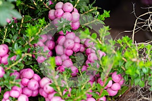 Pink pernettia berries with leaves close-up, natural background, garden pinkberry gaulteriya