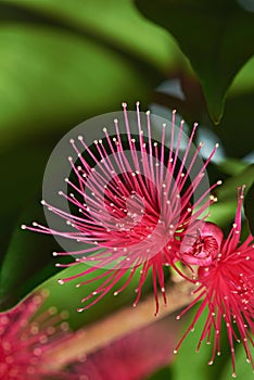 Pink perote flower on tree