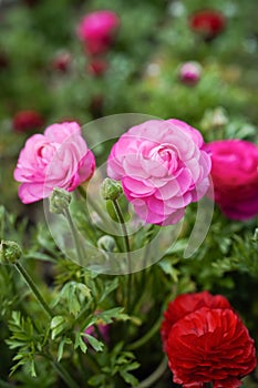 Pink persian buttercup flowers (ranunculus)