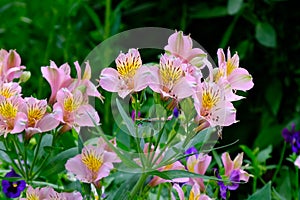 Pink peruvian lily flower close-up.