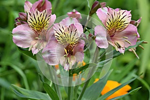 Pink Peruvian Lily Trio