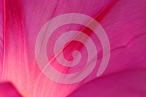 Pink petal abstract