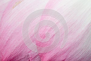 Pink petal close up