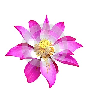 Pink petal color lotus flower close isolated white background