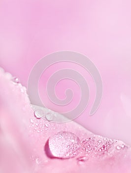 Pink petal with dew