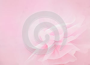 Pink petal flower in soft style