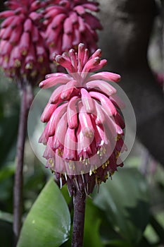 Pink petal flower Walter Sisulu Botanical Gardens
