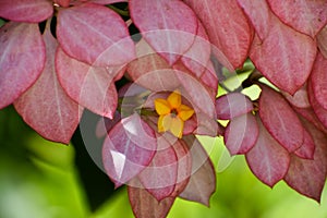 Pink Petal Leaves and a Yellow Flower