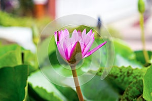 Pink petal lotus