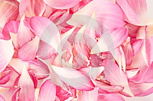 Pink petal lotus flower.