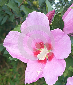 Pink PetalFlower Closeup