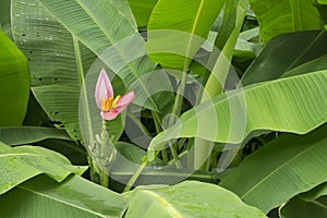 Pink petals of Banana flowering blooming with raw small fruits and pinnately parallel venation leaf pattern, clear water drops
