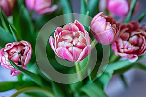 Pink Petals: A Bouquet of Tulip Delight