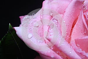 pink petals covered with dew