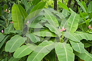 Pink petals of flowering Banana blooming with small raw fruits and pinnately parallel venation leaf pattern, known as Musa ornata