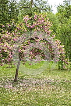 Pink petals of a flowering tree in a city park