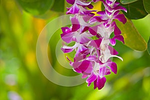 Pink Petals in Lei photo