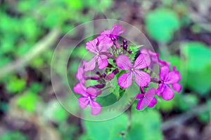 Pink petals of lunaria annua chedglow in the forest