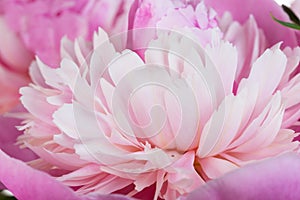 Pink petals of a peony close up