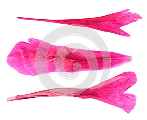 Pink petals of peony isolated on white background