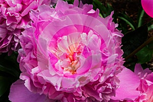 Pink Petals Peony Paeonia Perrenial