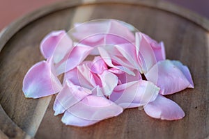 Pink petals placed on wooden backdrops