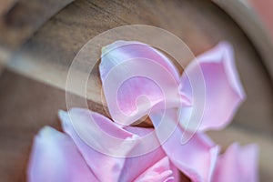 Pink petals placed on wooden backdrops