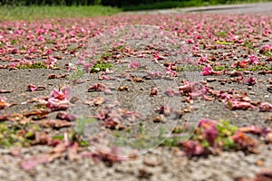 Pink petals on a walkway