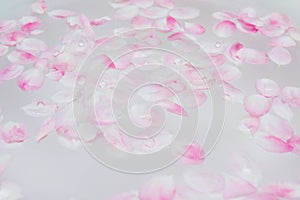 Pink petals on water
