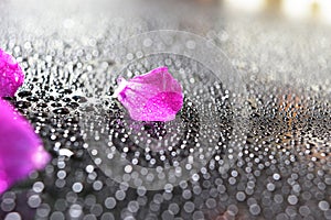 pink petals with water drops on a dark background at home macro photography