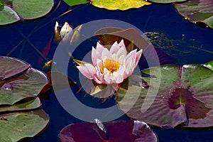 Pink petals of Water lily at Mapleton Lilyponds Queensland