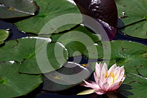 Pink petals of Water lily at Mapleton Lilyponds Queensland