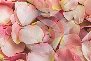 Pink Petals of wild rose flowers, dog-rose, briar, brier, canker-rose, eglantine, rose flowers background or pattern