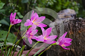 Pink petals and yellow pollen of rain lily flowers