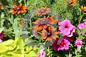 Vibrant, Colorful Pink and Orange Flower and Plenty of Leaves in a Closeup During a Sunny Day in Finland