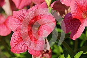 Pink petunia catching the sun photo