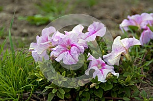 Pink petunia flower