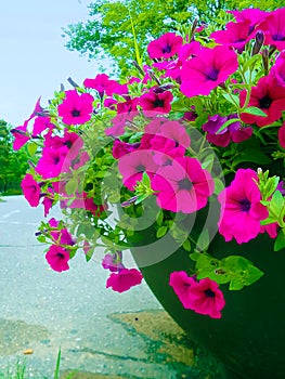 Pink Petunia flower in black pot