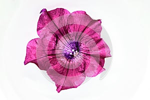 Pink Petunia Flower Blossom Floating in the White Cup Full of Water. Very Sharp and Clear View of the Blossom Details