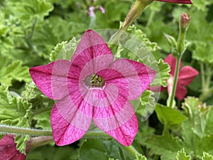 Pink petunia flower with green leaves