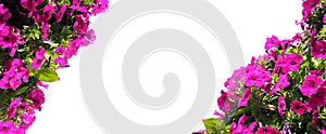 Pink petunia flower isolated on white background