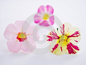 Pink Petunia flower isolated on white background