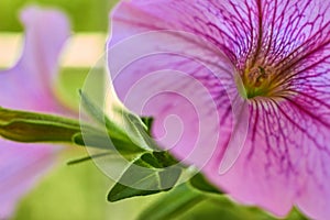 Pink petunia flower, pistil and stamens are illuminated by sunlight yellow close-up macro