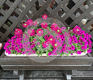 Pink petunia flower pot