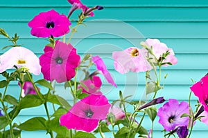 Pink petunia flowers on a background of turquoise fence