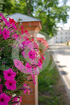 Pink petunia flowers in a flower pot hang on a fence. Vertical photo of a beautiful street interior