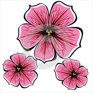 Pink petunia flowers isolated on white