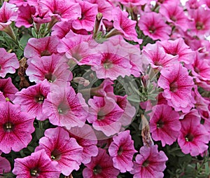 Pink petunia flowers